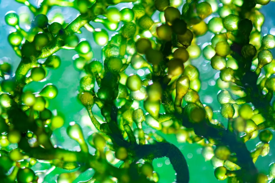 Close-up of bright green phytoplankton underwater.